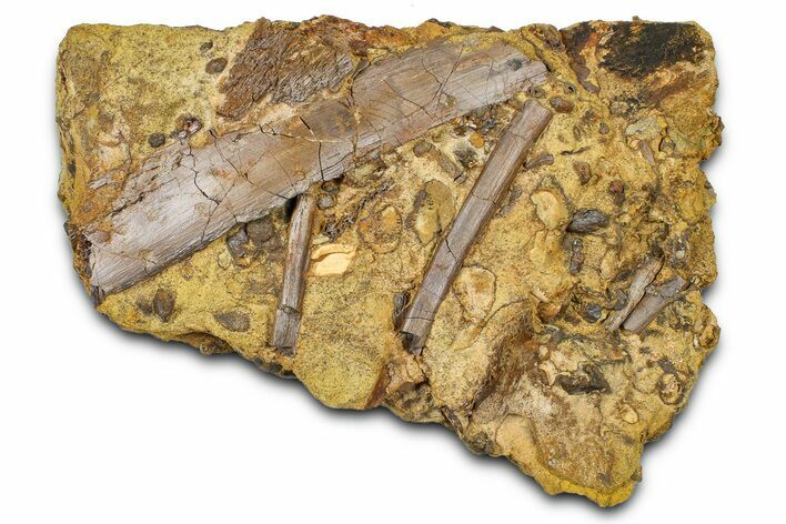 Fossil Dinosaur Rib and Tendons in Sandstone - Wyoming #370653